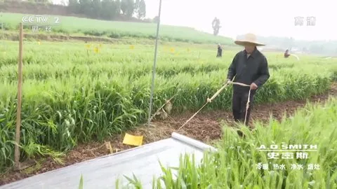 Happy Chick(Ϸģ)v1.8.15 ׿