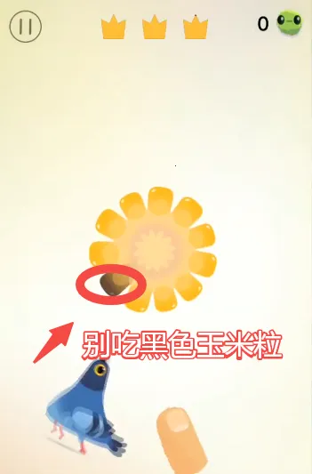 pigeon疯狂的鸽子 pigeon疯狂的鸽子