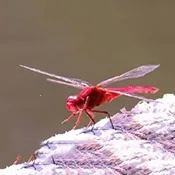 �����ѵ��Ӻ���2026���ذ�װ