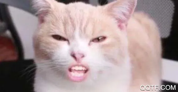 友猫(宠物社交平台) 友猫(宠物社交平台)