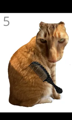 ��è��ë(è��ë������Ϸ)v1.0 �ٷ�����