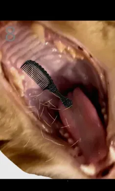 ��è��ë(è��ë������Ϸ)v1.0 �ٷ�����