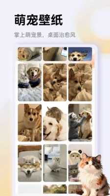 ����è��app�����ֻ���v1.3 ��׿��